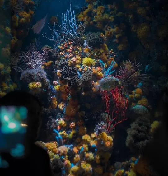 A CORAL CLUB